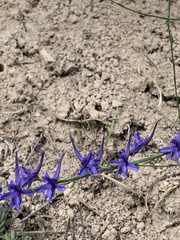 Delphinium gracile