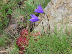 Campanula herminii