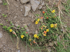 Lotus corniculatus glacialis