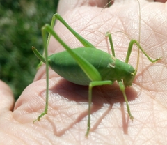 Odontura glabricauda
