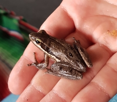 Litoria adelaidensis