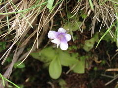 Pinguicula nevadensis