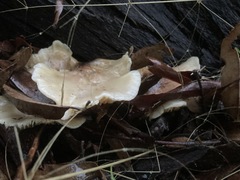 Omphalotus nidiformis