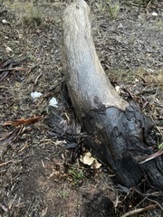 Omphalotus nidiformis