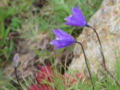 Campanula herminii