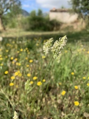 Dactylis glomerata hispanica