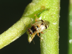 Deraeocoris serenus