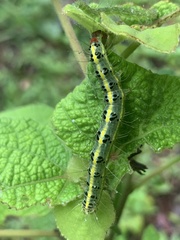 Xanthodes transversa