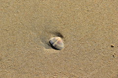 Latona cuneata
