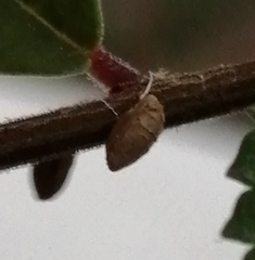 Arthropoda