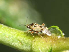 Deraeocoris serenus
