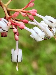 Angiospermae