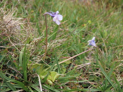 Pinguicula nevadensis