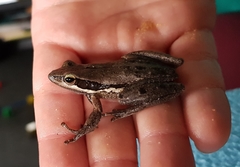 Litoria adelaidensis