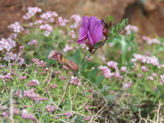 Vicia pyrenaica