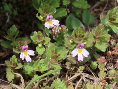 Euphrasia willkommii
