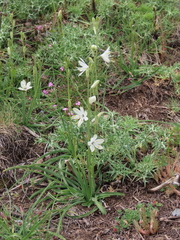 Anthericum baeticum