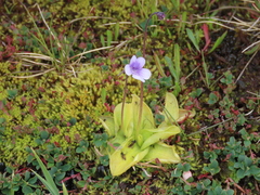Pinguicula nevadensis