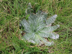Plantago nivalis