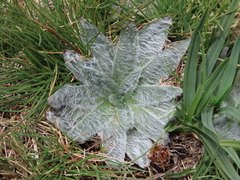 Plantago nivalis