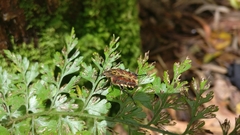 Taeniodera bufo