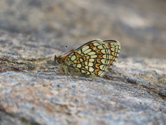 Melitaea parthenoides