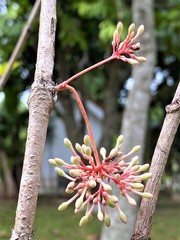 Angiospermae