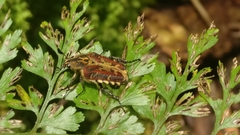 Taeniodera bufo