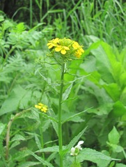 Erysimum aureum