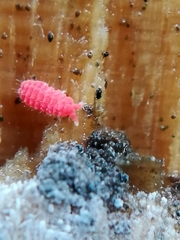 Bilobella braunerae