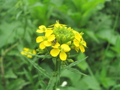 Erysimum aureum