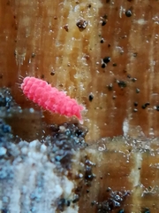 Bilobella braunerae
