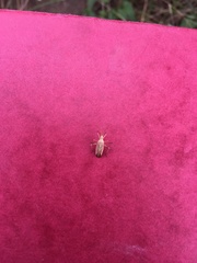 Miridius quadrivirgatus