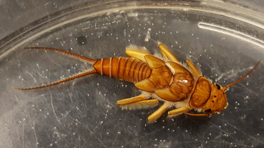 Calineuria