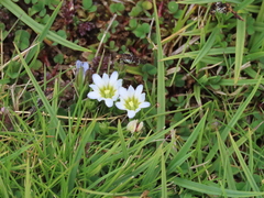 Gentiana boryi