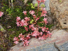 Sedum melanantherum