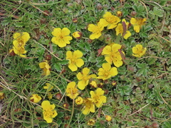 Potentilla nevadensis