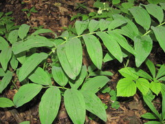 Polygonatum glaberrimum