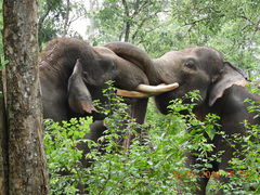 Elephas maximus sumatranus