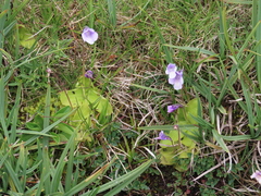 Pinguicula nevadensis