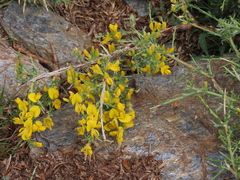 Cytisus galianoi