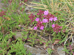Thymus granatensis