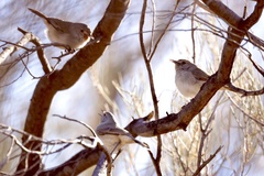 Pyrrholaemus brunneus