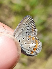 Polyommatus thersites
