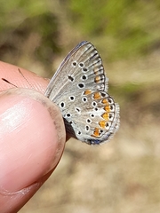 Polyommatus thersites
