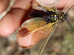 Libelloides ictericus