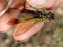 Libelloides ictericus