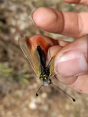 Libelloides ictericus