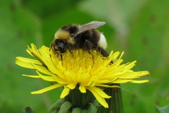 Bombus bohemicus