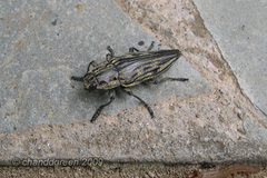 Chalcophora japonica